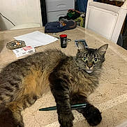 Fluffy joined the competition — help win amazing prizes! ashtray, calculator, cat, chair, cigarettes, cup, curious_expression, green_eyes, household_items, indoor, laying_down, long_fur, marble_table, papers, paw, pen, pet, tabby_cat, water_bottle, whiskers