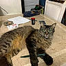 ashtray, calculator, cat, chair, cigarettes, cup, curious_expression, green_eyes, household_items, indoor, laying_down, long_fur, marble_table, papers, paw, pen, pet, tabby_cat, water_bottle, whiskers