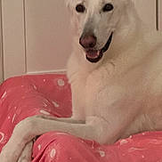 Angel joined the competition — help win amazing prizes! dog, white_dog, pet_bed, pink_bed, indoor, floor, relaxed, lounging, ears, canine, pet, smiling, happy, cozy, home, animal, resting, cute, domestic_animal, portrait
