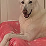 dog, white_dog, pet_bed, pink_bed, indoor, floor, relaxed, lounging, ears, canine, pet, smiling, happy, cozy, home, animal, resting, cute, domestic_animal, portrait