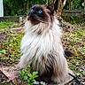 Montague joined the competition — help win amazing prizes! alert, animal, blue_eyes, brown, cat, cute, fence, fluffy, fur, garden, greenery, majestic, nature, outdoor, pet, plant, portrait, sitting, whiskers, white_paws
