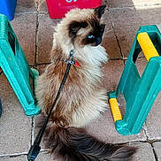 Montague joined the competition — help win amazing prizes! animal, blue_eyes, cat, curious, daylight, domestic_cat, fluffy_cat, fur, garden_tools, harness, leash, outdoor, paved_surface, pet, plastic_tools, playful, red_container, side_view, sitting, tail