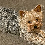 Sabrina Gomez is registered to the contest to win money with this photo: affenpinscher, animal, ball, canine, dog, football, pet, poodle, puppy, soccer, soccerball, sport, terrier, whitedog