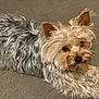 affenpinscher, animal, ball, canine, dog, football, pet, poodle, puppy, soccer, soccerball, sport, terrier, whitedog