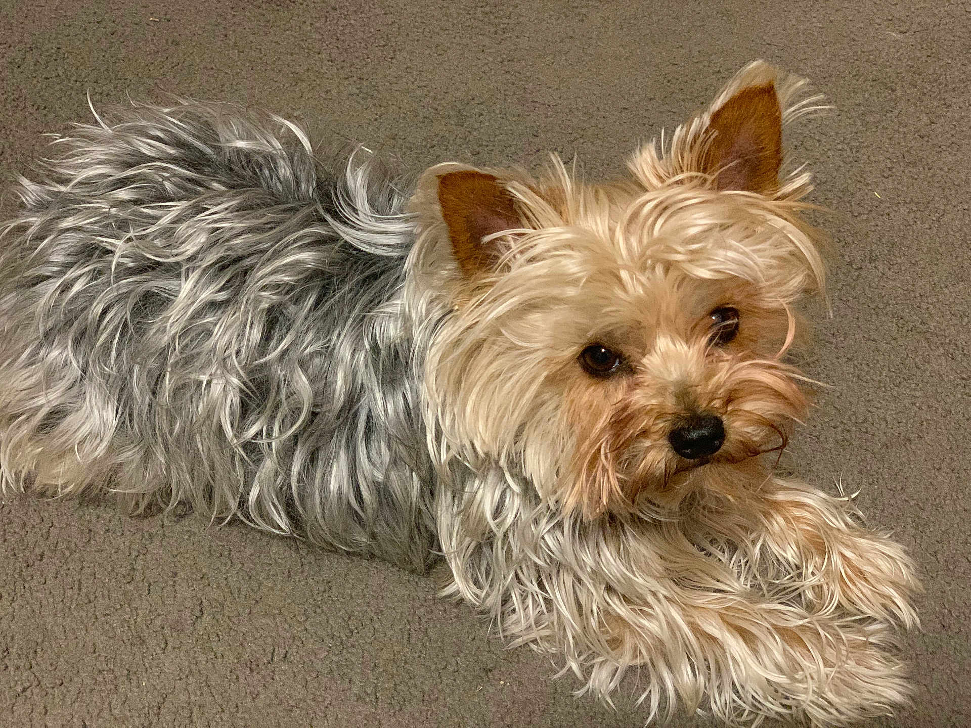 Sabrina Gomez is registered to the contest to win money with this photo: affenpinscher, animal, ball, canine, dog, football, pet, poodle, puppy, soccer, soccerball, sport, terrier, whitedog