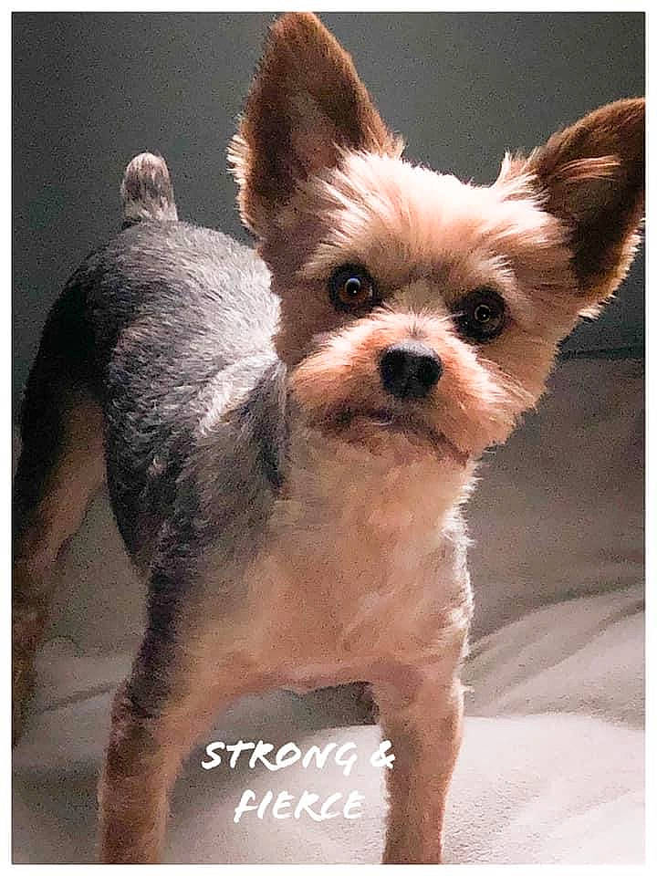 Bentley Smoak joined the competition — help win amazing prizes! canidae, carnivore, companion_dog, corgi_chihuahua, dog, dog_breed, dog_supply, eye, fawn, fur, liver, non_sporting_group, pet_supply, small_terrier, snout, sporting_group, terrestrial_animal, toy_dog, whiskers, working_animal