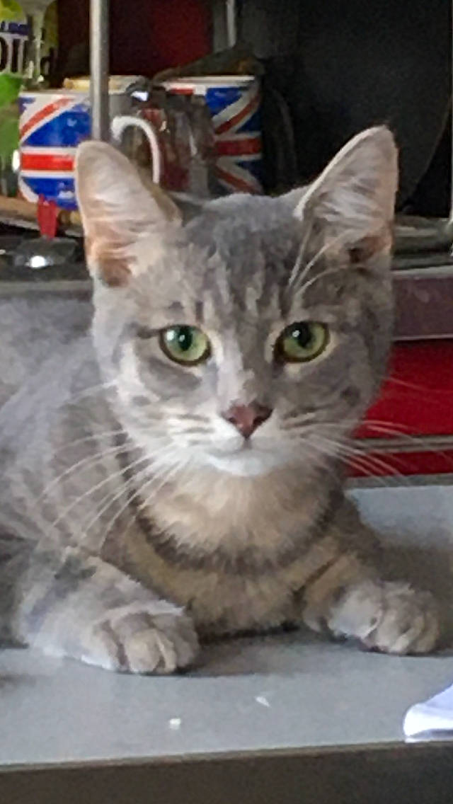 Simba a rejoint le concours — aidez-le/la à gagner de superbes lots ! aegean_cat, american_shorthair, american_wirehair, asian, australian_mist, carnivore, cat, domestic_short_haired_cat, european_shorthair, felidae, kitten, mammal, small_to_medium_sized_cats, tabby_cat, vertebrate, whiskers