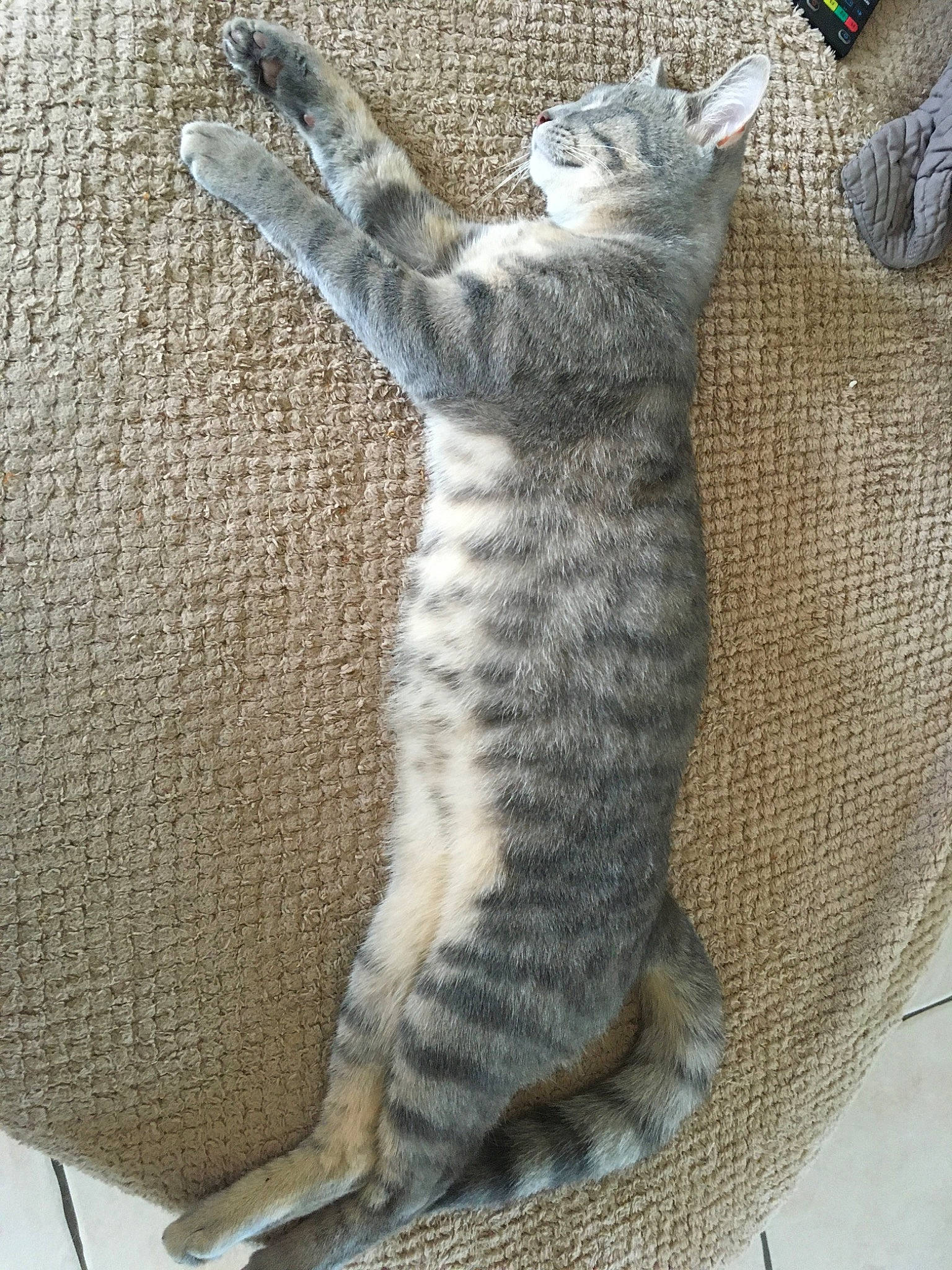 Simba participe au concours pour gagner de l'argent avec cette photo : asian, british_shorthair, california_spangled, carnivore, cat, domestic_short_haired_cat, dragon_li, egyptian_mau, european_shorthair, felidae, kitten, mammal, ocicat, oriental_shorthair, pixie_bob, small_to_medium_sized_cats, tabby_cat, tail, vertebrate, whiskers