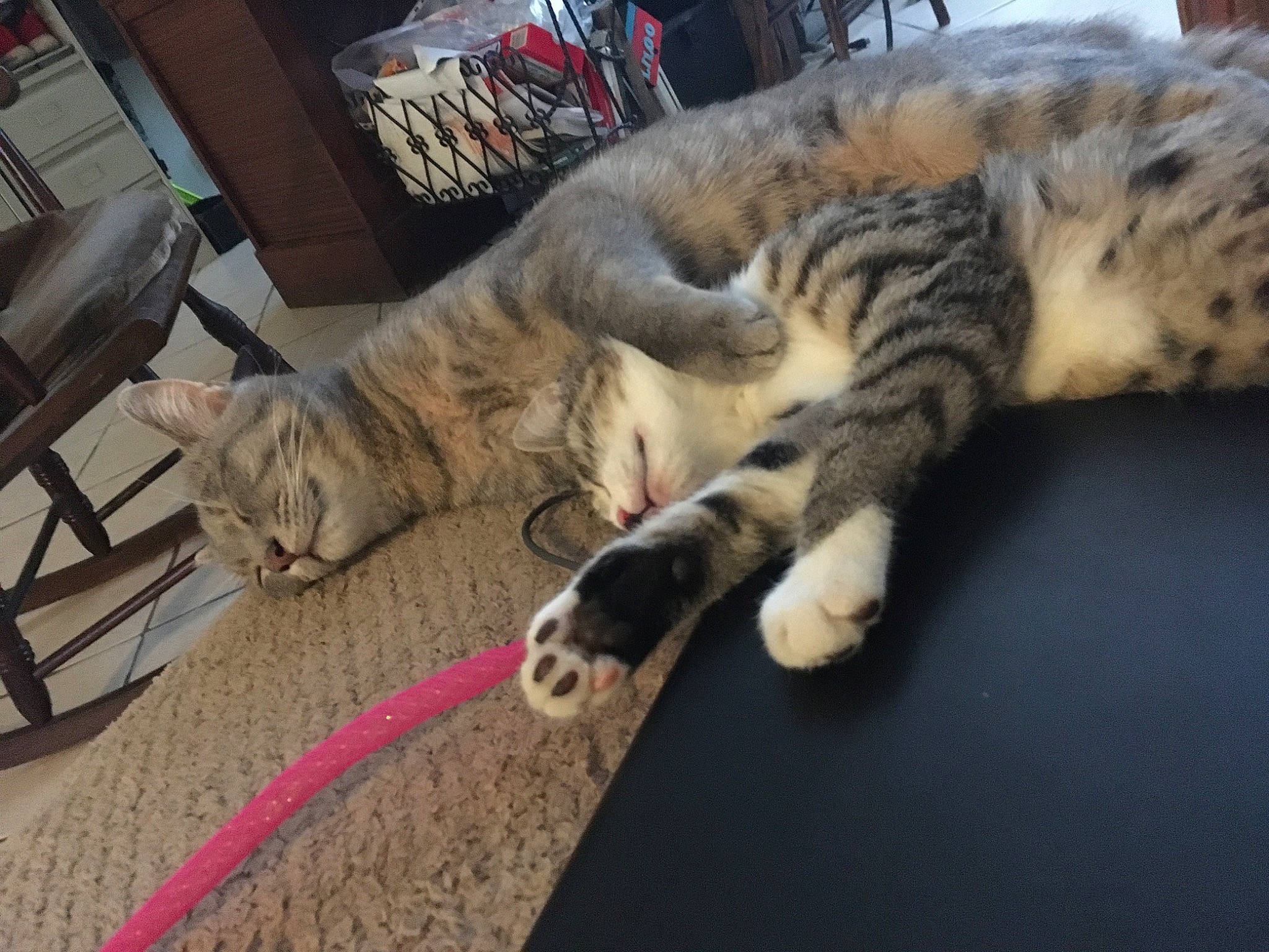 Simba participe au concours pour gagner de l'argent avec cette photo : american_shorthair, asian, bengal, carnivore, cat, domestic_short_haired_cat, dragon_li, egyptian_mau, european_shorthair, felidae, fur, kitten, mammal, nap, ocicat, paw, sleep, small_to_medium_sized_cats, tabby_cat, whiskers