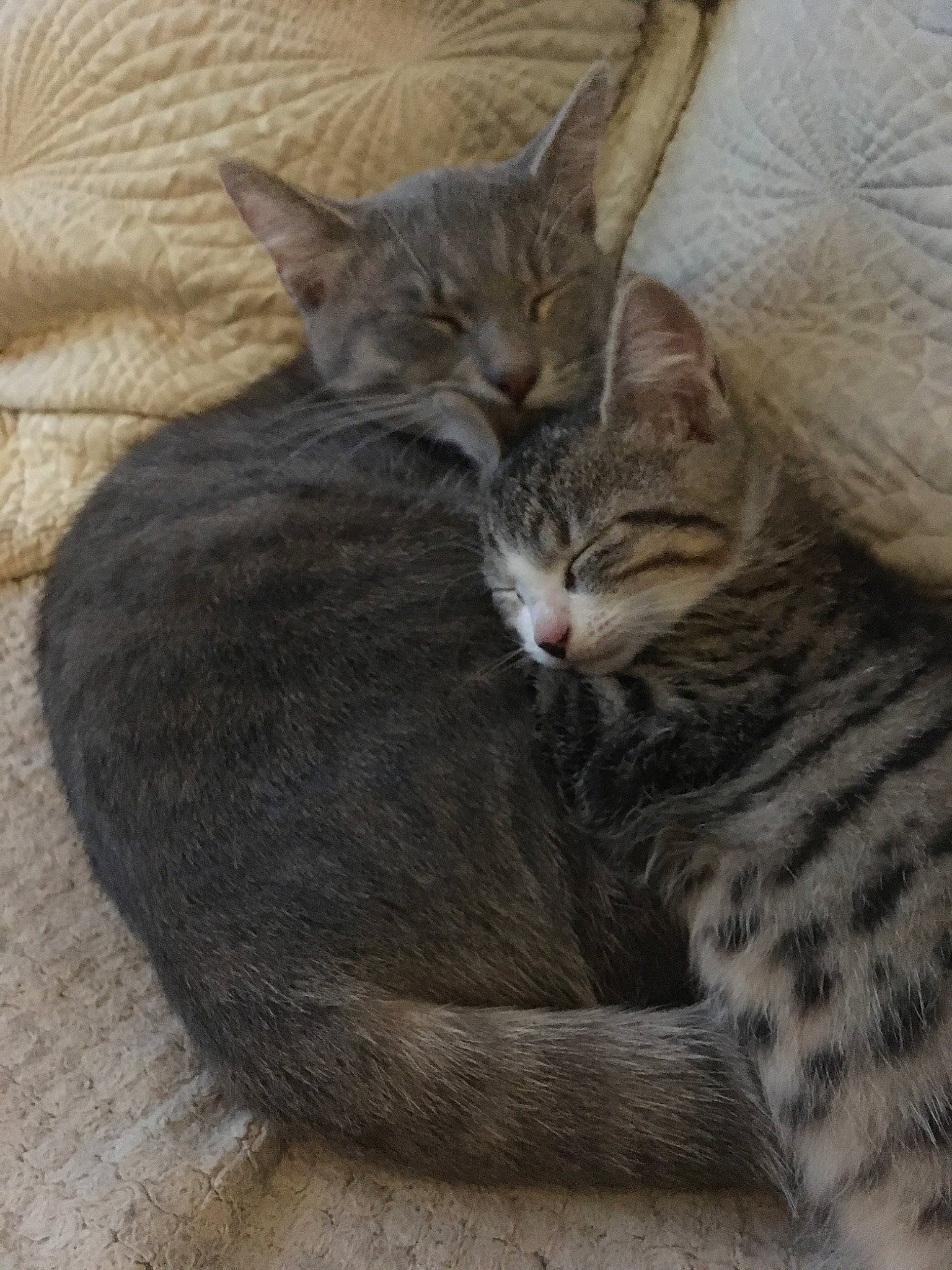 Simba participe au concours pour gagner de l'argent avec cette photo : arabian_mau, asian, australian_mist, california_spangled, carnivore, cat, domestic_short_haired_cat, dragon_li, egyptian_mau, european_shorthair, felidae, kitten, mammal, nap, ocicat, pixie_bob, small_to_medium_sized_cats, tabby_cat, vertebrate, whiskers