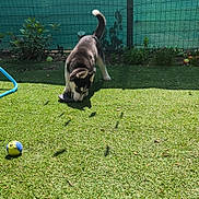 Arrow a rejoint le concours — aidez-le/la à gagner de superbes lots ! puppy, dog, husky, grass, outdoor, play, toy, sunlight, pet, greenery, fence, nature, young_dog, canine, animal, garden, leafy, chewing, shadow, summer