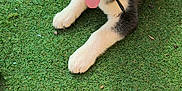 Arrow participe au concours pour gagner de l'argent avec cette photo : husky, puppy, dog, grass, outdoor, pet, animal, tongue_out, cute, lying_down, ears, black_and_white, fur, nature, young, playful, canine, friendly, alert, adorable