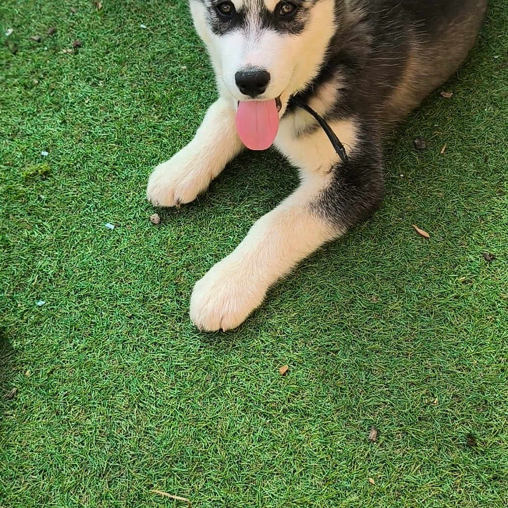 Arrow participe au concours pour gagner de l'argent avec cette photo : adorable, alert, animal, black_and_white, canine, cute, dog, ears, friendly, fur, grass, husky, lying_down, nature, outdoor, pet, playful, puppy, tongue_out, young
