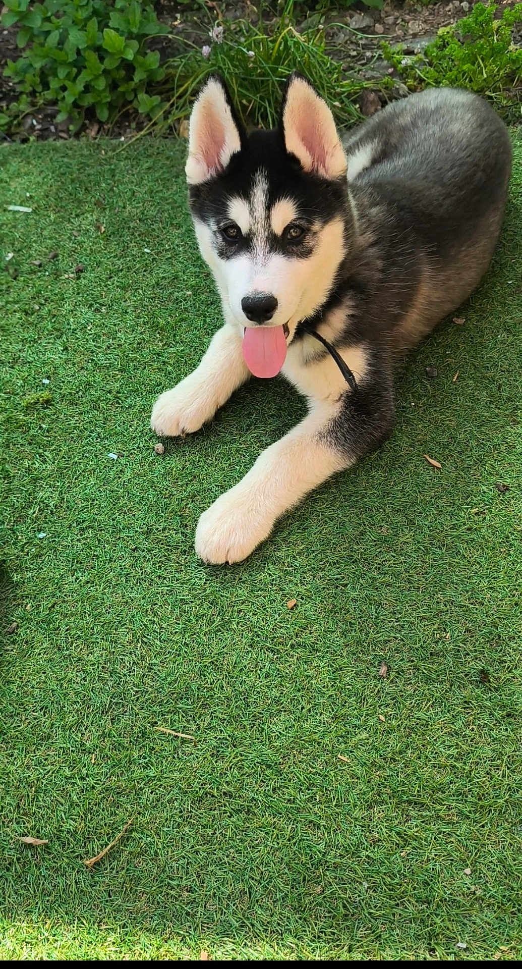 Arrow participe au concours pour gagner de l'argent avec cette photo : husky, puppy, dog, grass, outdoor, pet, animal, tongue_out, cute, lying_down, ears, black_and_white, fur, nature, young, playful, canine, friendly, alert, adorable