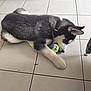 Arrow a rejoint le concours — aidez-le/la à gagner de superbes lots ! dog, puppy, husky, playing, tennis_ball, collar, floor, tile, indoor, pet, animal, chewing, black_and_white, fur, young, cute, paw, nose, ears, home
