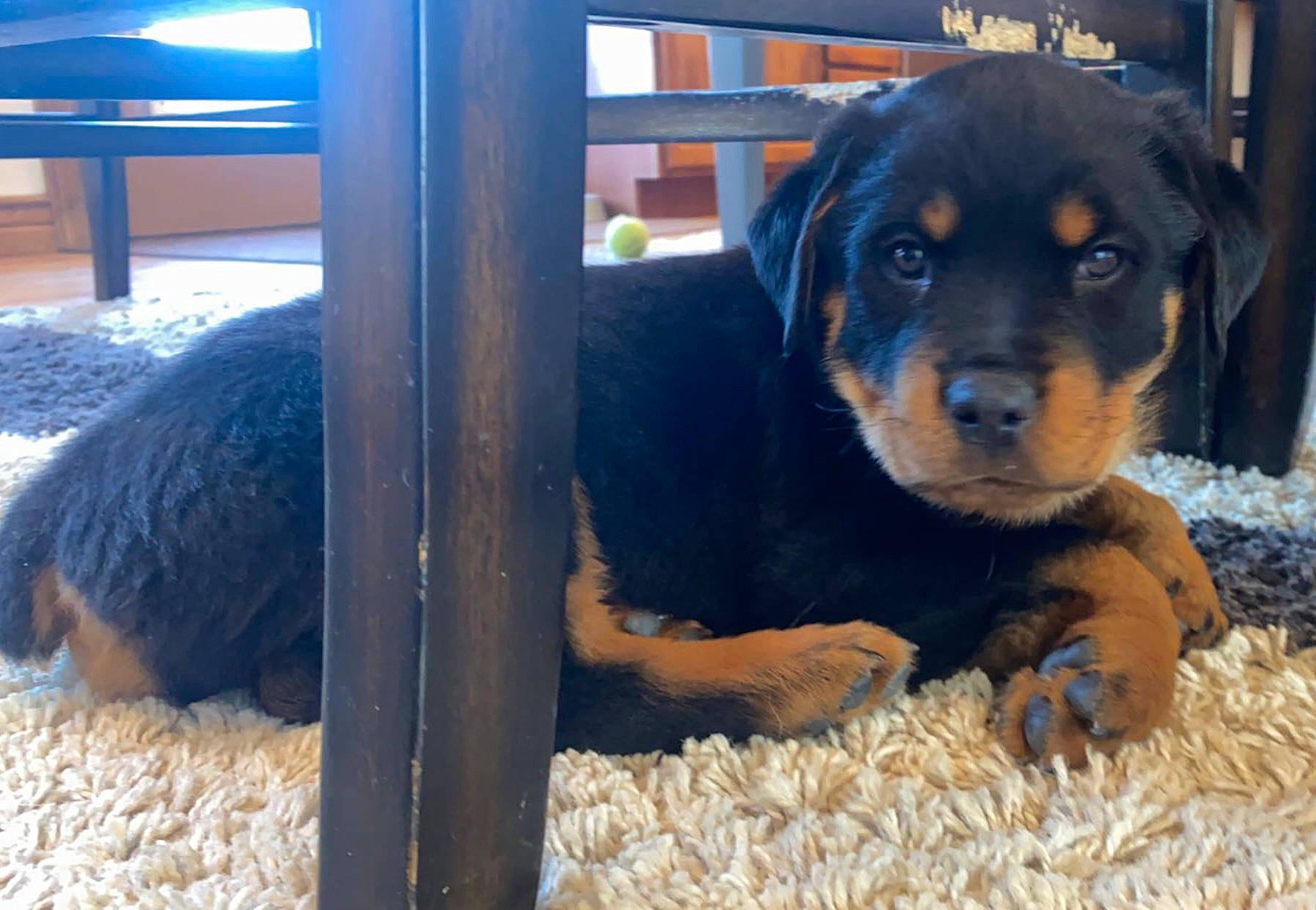 Dex joined the competition — help win amazing prizes! animal_feed, austrian_black_and_tan_hound, canidae, carnivore, companion_dog, dog, dog_breed, fur, guard_dog, hunting_dog, livestock, pet_supply, rottweiler, snout, sporting_group, terrestrial_animal, working_animal, working_dog