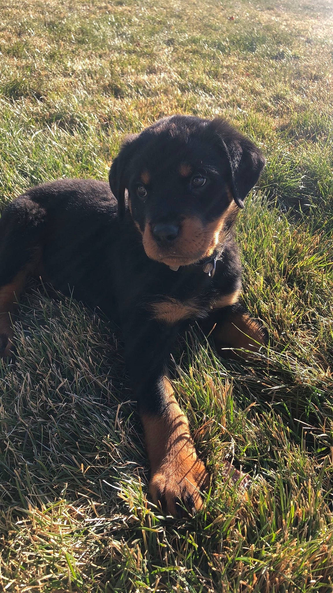 Dex joined the competition — help win amazing prizes! borador, canidae, carnivore, companion_dog, dog, dog_breed, fawn, grass, grass_family, grassland, plant, puggle, shadow, snout, soil, sporting_group, tail, terrestrial_animal, working_animal, working_dog