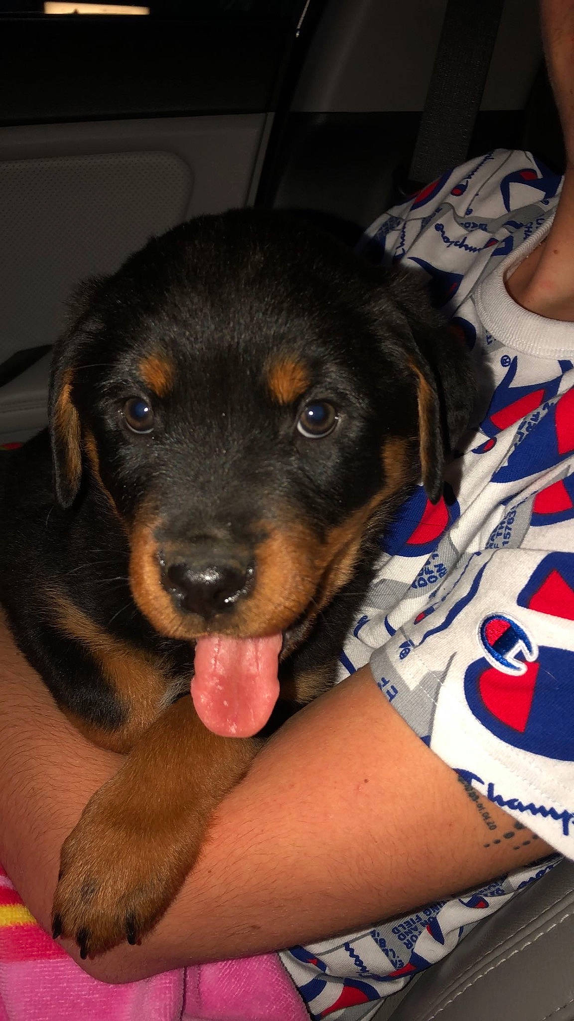 Dex is registered to the contest to win money with this photo: austrian_black_and_tan_hound, beaglier, canidae, carnivore, comfort, companion_dog, dog, dog_breed, guard_dog, hound, hunting_dog, nail, rottweiler, sporting_group, toy_dog, whiskers, working_animal, working_dog, wrist