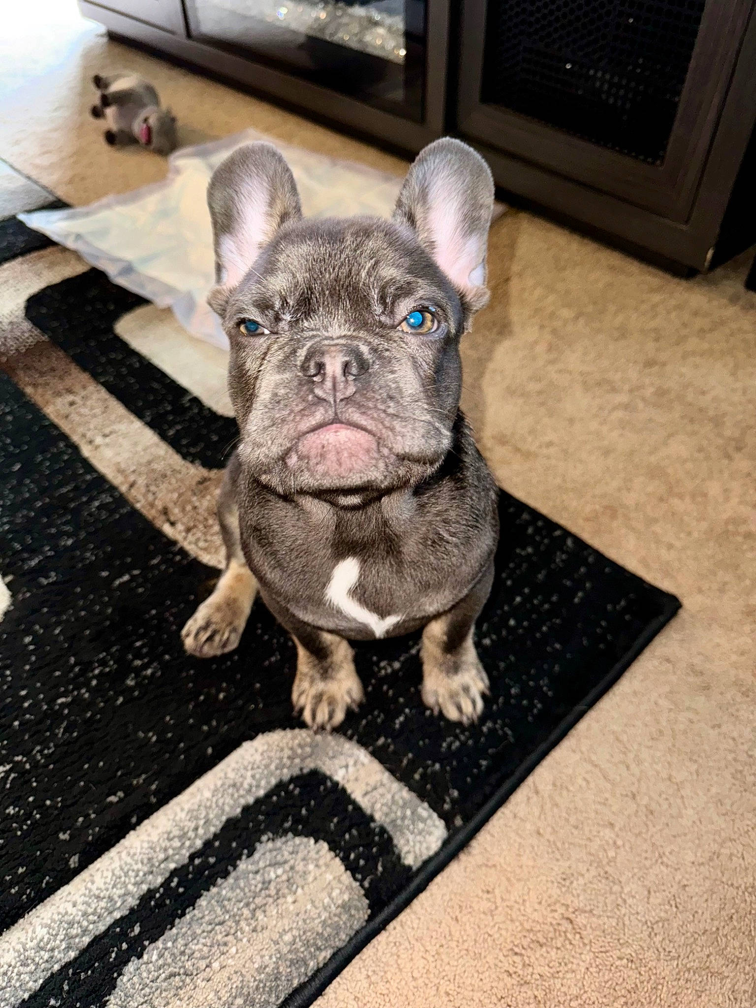 Arlo joined the competition — help win amazing prizes! bulldog, carnivore, companion_dog, dog, dog_breed, fawn, flooring, french_bulldog, fur, grey, molosser, non_sporting_group, paw, road_surface, snout, terrestrial_animal, toy_dog, whiskers, working_animal, wrinkle