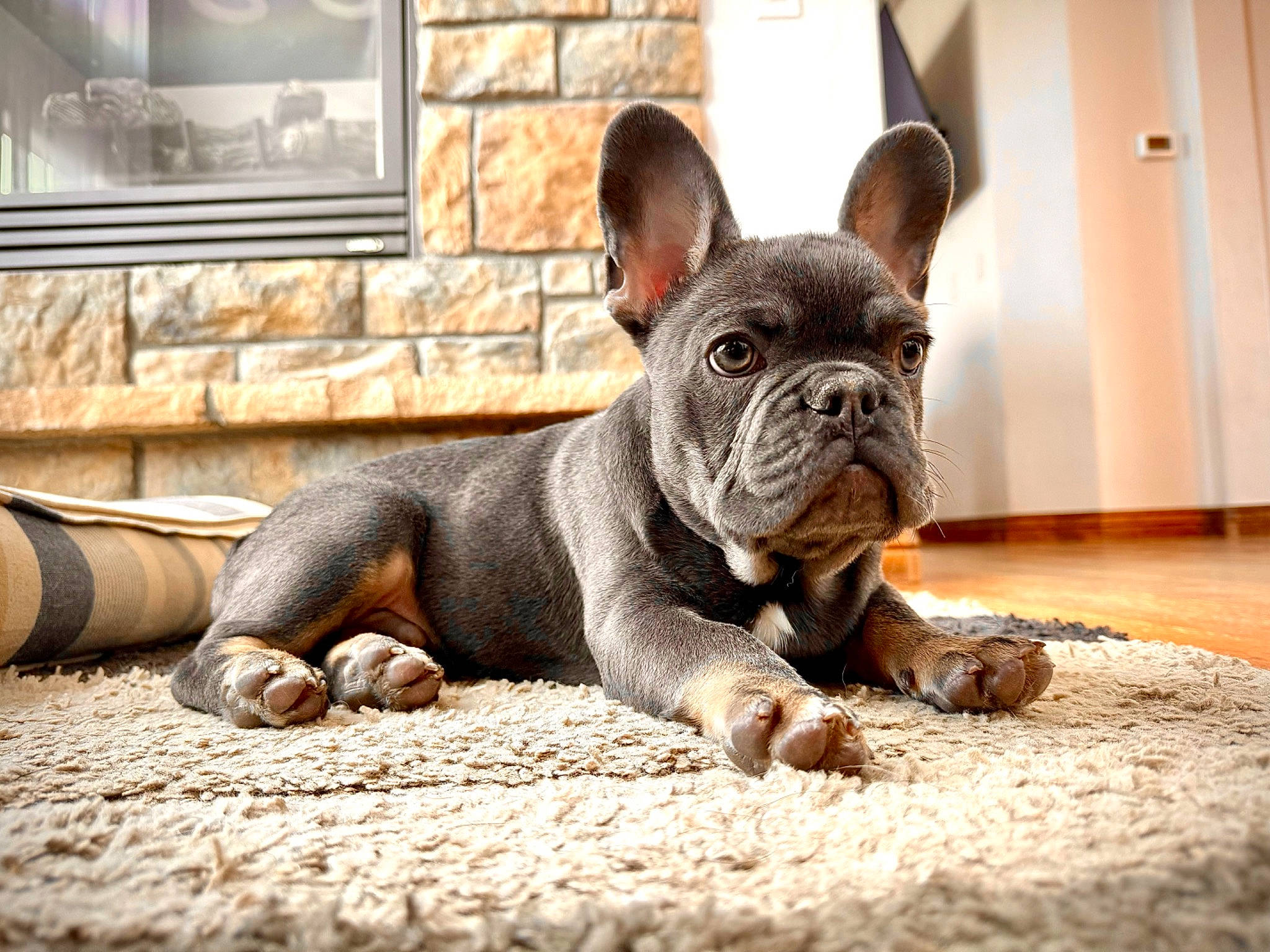 Arlo joined the competition — help win amazing prizes! bulldog, canidae, carnivore, comfort, companion_dog, dog, dog_breed, ear, fawn, flooring, french_bulldog, picture_frame, snout, sporting_group, terrestrial_animal, toy_dog, whiskers, wood, working_animal, wrinkle