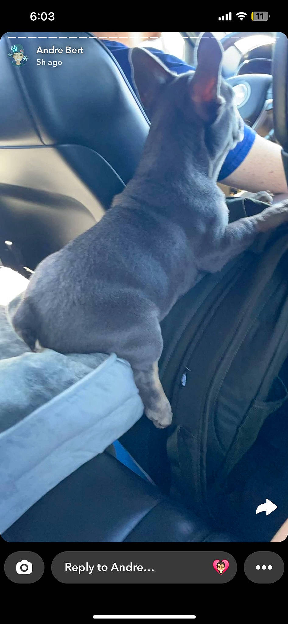 Arlo joined the competition — help win amazing prizes! auto_part, canidae, car_seat, carnivore, comfort, companion_dog, dog, dog_breed, elbow, electric_blue, felidae, gesture, human_leg, knee, lap, sporting_group, steering_wheel, vehicle_door, whiskers, windshield