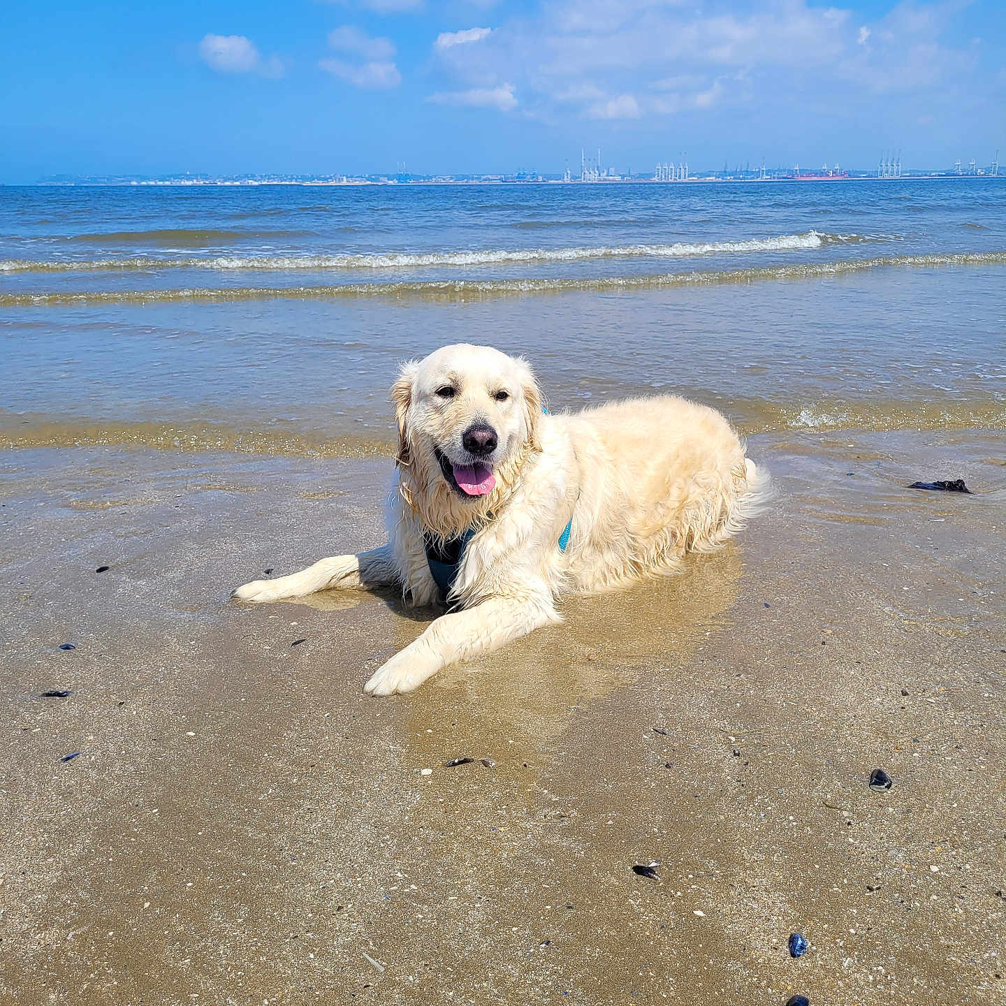 Ulysse a rejoint le concours — aidez-le/la à gagner de superbes lots ! animal, beach, blue_sky, canine, daytime, dog, golden_retriever, happy, mammal, nature, outdoor, pet, relaxed, sand, sea, shore, summer, sunny, water, waves