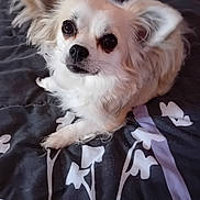 Véronique Lamotte a rejoint le concours — aidez-le/la à gagner de superbes lots ! dog, small_dog, fluffy, pet, bed, blanket, indoor, animal, cute, lying_down, looking_up, ears, fur, companion, domestic_animal, face, eyes, nose, whiskers, resting