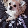 dog, small_dog, fluffy, pet, bed, blanket, indoor, animal, cute, lying_down, looking_up, ears, fur, companion, domestic_animal, face, eyes, nose, whiskers, resting