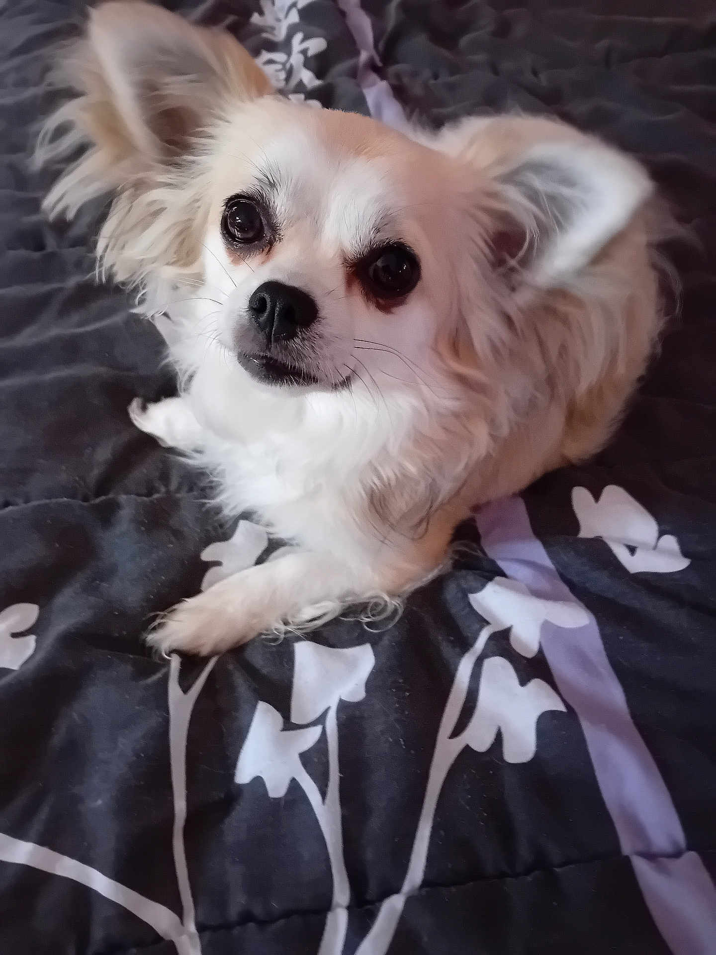 Véronique Lamotte a rejoint le concours — aidez-le/la à gagner de superbes lots ! dog, small_dog, fluffy, pet, bed, blanket, indoor, animal, cute, lying_down, looking_up, ears, fur, companion, domestic_animal, face, eyes, nose, whiskers, resting