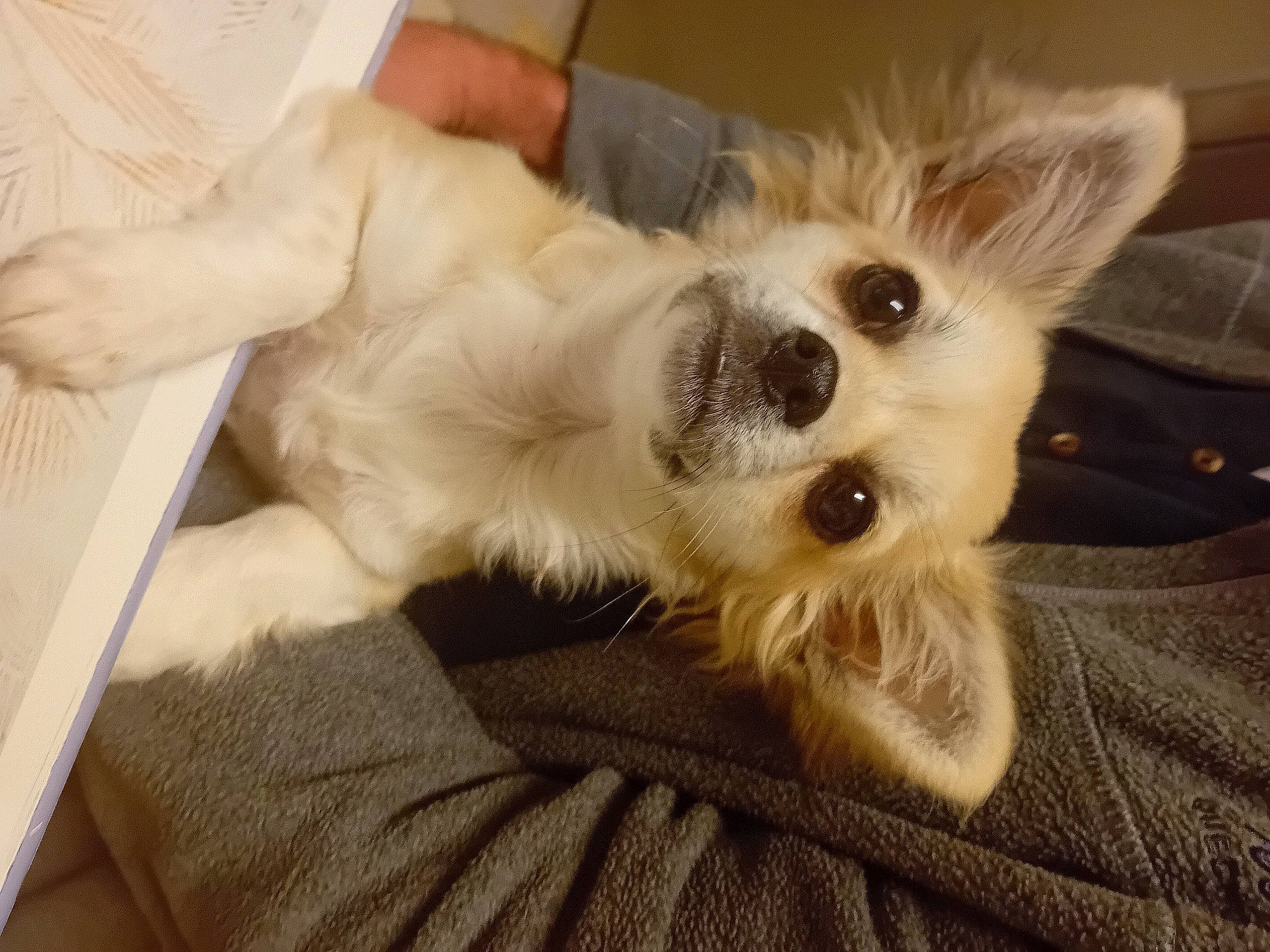 Uena participe au concours pour gagner de l'argent avec cette photo : canidae, carnivore, comfort, companion_dog, dog, dog_breed, dog_supply, fawn, fur, maltepoo, non_sporting_group, paw, puppy, puppy_love, small_terrier, sporting_group, terrier, toy_dog, whiskers, working_animal