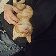 Flash participe au concours pour gagner de l'argent avec cette photo : arm, cat, closeup, couch, cozy, cradle, fur, ginger_cat, human_hand, indoor, jeans, kitten, nap, owner, pet, pink_nose, relaxed, sleeping, sweater, whiskers