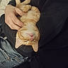 arm, cat, closeup, couch, cozy, cradle, fur, ginger_cat, human_hand, indoor, jeans, kitten, nap, owner, pet, pink_nose, relaxed, sleeping, sweater, whiskers