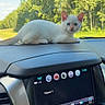 Blizzard joined the competition — help win amazing prizes! animal, blue_eyes, blue_sky, car_interior, cat, co_pilot, cute, dashboard, driving, kitten, outdoor, pet, photography, portrait, road_trip, sitting, sunlight, trees, vehicle, white_cat