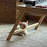 Blizzard joined the competition — help win amazing prizes! animal, carpet, cat, cozy, cute, floor, folding_table, furniture, home, indoors, kitten, portrait, resting, sleeping, sleepy, storage, table, white_cat, wicker_basket, wood
