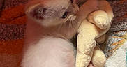 Blizzard joined the competition — help win amazing prizes! blanket, cat, cozy, cuddling, cute, ears, furry, indoor, kitten, lying_down, pet, playful, plush_toy, portrait, sleepy, stuffed_animal, tail, textile, warm_lighting, whiskers