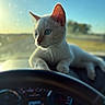 animal, blue_eyes, car, cat, close_up, countryside, dashboard, ears, feline, outdoors, pet, portrait, road_trip, sitting, steering_wheel, sunlight, vehicle, whiskers, white_cat, windshield