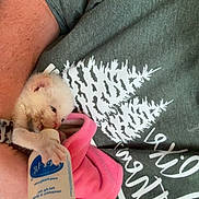 Blizzard is registered to the contest to win money with this photo: adorable, animal, bottle_feeding, cat, closeup, cozy, cream_fur, cuddling, feeding, furry, green_shirt, indoor, infant_care, kitten, newborn, person, pet, pink_blanket, sleepy, tiny