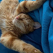 Toby joined the competition — help win amazing prizes! abyssinian, animal, bed, blanket, cat, couch, furniture, indoors, interiordesign, kitten, laundry, manx, person, pet, quilt, sleeping, towel