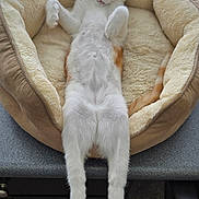 Archie is registered to the contest to win money with this photo: cat, pet_bed, orange_and_white_cat, relaxed, lounging, window, indoor, feline, long_legs, cozy, soft, resting, comfortable, nap_time, animal, domestic_cat, fur, whiskers, pink_nose, claws