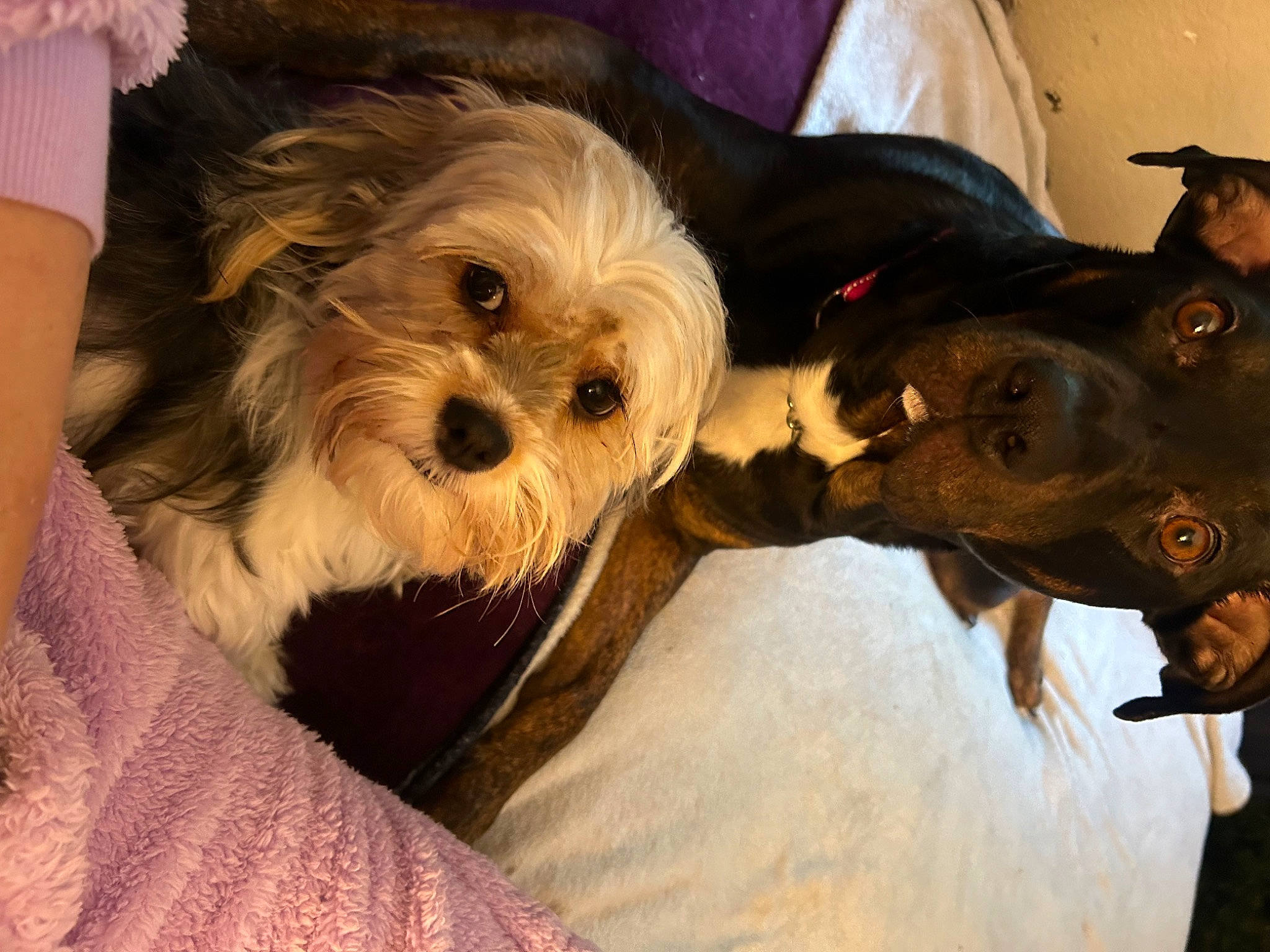 Bow is registered to the contest to win money with this photo: canidae, carnivore, collar, companion_dog, dog, dog_breed, dog_clothes, dog_collar, dog_supply, ear, fawn, fur, hat, puppy_love, small_terrier, snout, sporting_group, terrier, toy_dog, working_animal