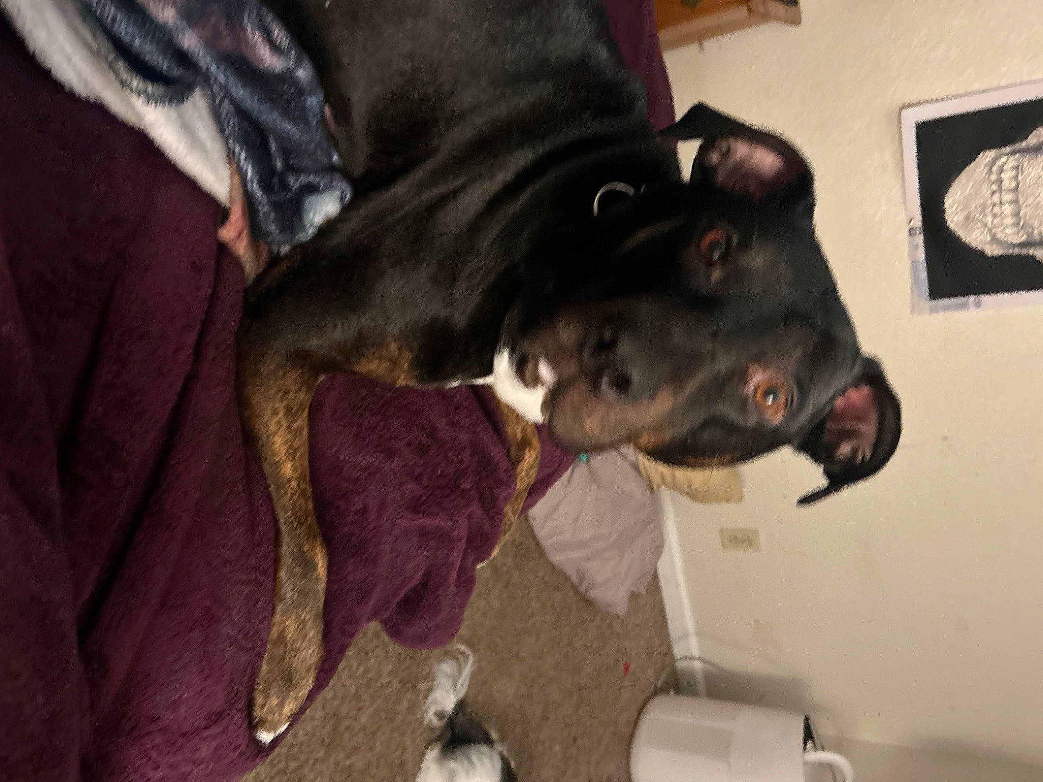 Bow is registered to the contest to win money with this photo: borador, canidae, carnivore, collar, companion_dog, dog, dog_breed, fur, guard_dog, non_sporting_group, picture_frame, purple, snout, sporting_group, whiskers, working_animal