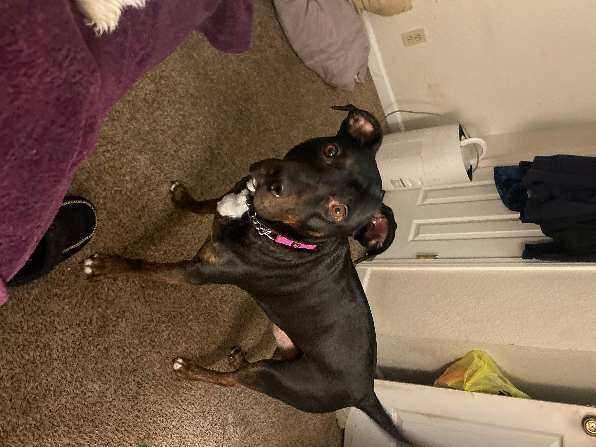 Bow joined the competition — help win amazing prizes! canidae, carnivore, collar, comfort, companion_dog, dog, dog_breed, dog_collar, fawn, felidae, guard_dog, leash, non_sporting_group, pet_supply, small_to_medium_sized_cats, sporting_group, toy_dog, whiskers, working_animal