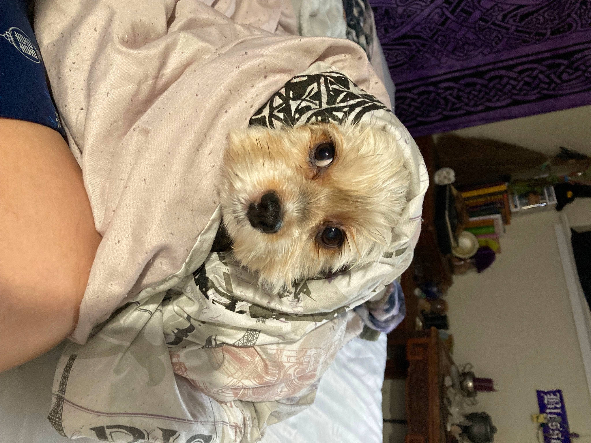 Mazikeen joined the competition — help win amazing prizes! canidae, carnivore, comfort, companion_dog, dog, dog_breed, dog_clothes, dog_supply, fur, hat, labradoodle, linens, non_sporting_group, small_terrier, snout, sporting_group, terrier, toy_dog, whiskers