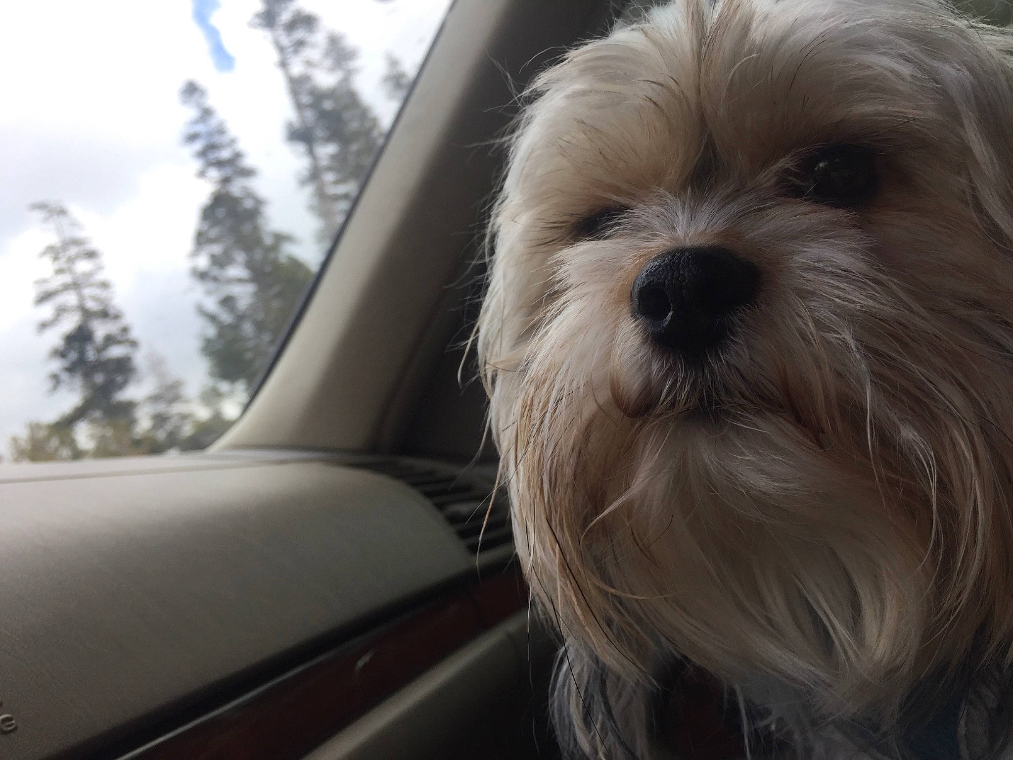 Mazikeen joined the competition — help win amazing prizes! auto_part, automotive_exterior, automotive_mirror, canidae, carnivore, cloud, companion_dog, dog, dog_breed, fur, motor_vehicle, shih_tzu, sky, small_terrier, snout, sporting_group, terrier, toy_dog, windshield, working_animal