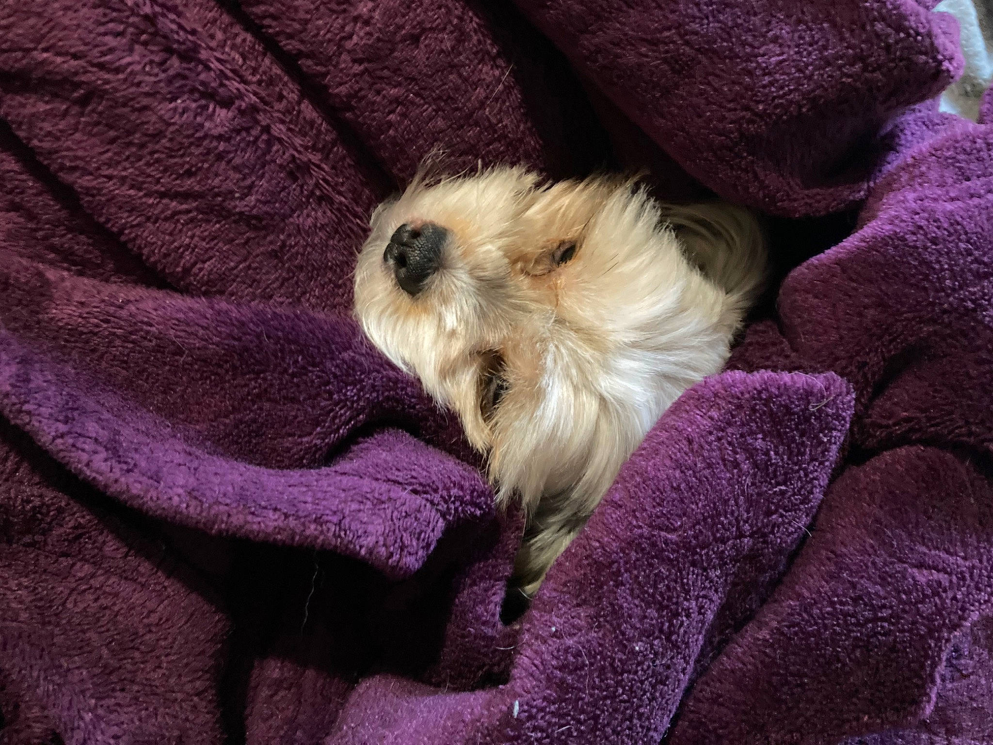 Mazikeen is registered to the contest to win money with this photo: canidae, carnivore, claw, comfort, companion_dog, dog, dog_breed, fawn, felidae, fur, magenta, nap, paw, purple, small_terrier, snout, sporting_group, terrier, toy_dog, whiskers