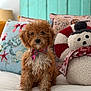 dog, puppy, bow_tie, curly_hair, bed, pillows, plush_toy, snowman, indoor, cute, pet, cozy, decor, home, furry, small_dog, sitting, fluffy, holiday, adorable
