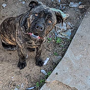 Monstruo joined the competition — help win amazing prizes! dog, brindle, curious, outdoor, dirt, trash, sidewalk, concrete, animal, pet, canine, looking_up, ears, paw, snout, expression, nature, ground, daylight, messy