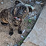 dog, brindle, curious, outdoor, dirt, trash, sidewalk, concrete, animal, pet, canine, looking_up, ears, paw, snout, expression, nature, ground, daylight, messy