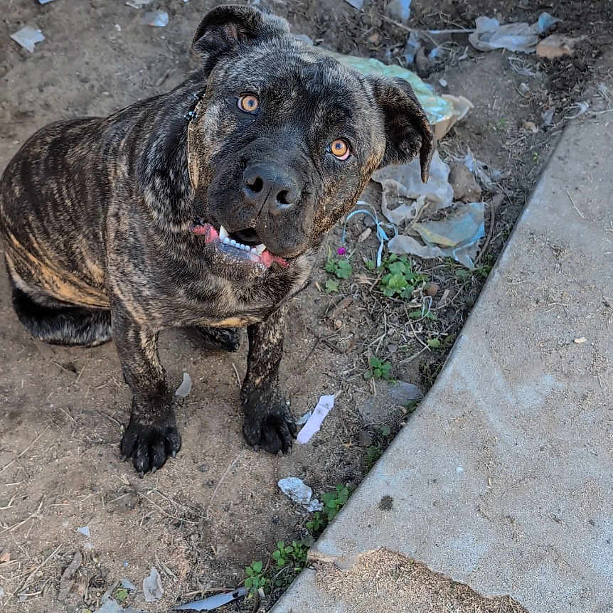Monstruo joined the competition — help win amazing prizes! animal, brindle, canine, concrete, curious, daylight, dirt, dog, ears, expression, ground, looking_up, messy, nature, outdoor, paw, pet, sidewalk, snout, trash