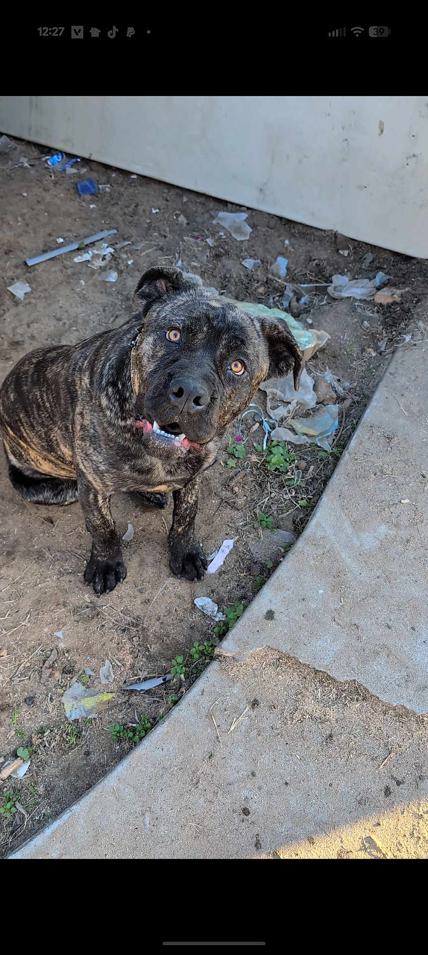 Monstruo joined the competition — help win amazing prizes! dog, brindle, curious, outdoor, dirt, trash, sidewalk, concrete, animal, pet, canine, looking_up, ears, paw, snout, expression, nature, ground, daylight, messy